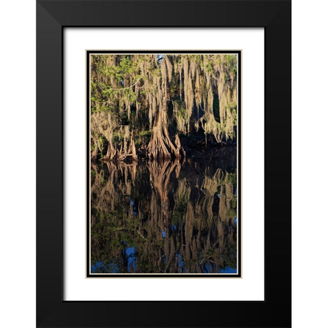 Cypress tree draped in Spanish moss along the Econlockhatchee River Black Modern Wood Framed Art Print with Double Matting by Jones, Adam