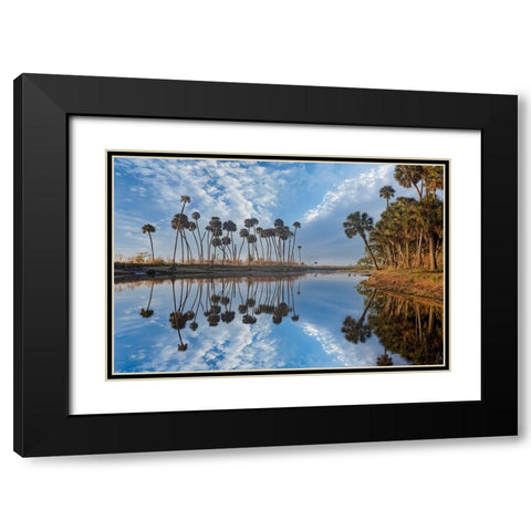 Sable palms reflected on the Econlockhatchee River Black Modern Wood Framed Art Print with Double Matting by Jones, Adam