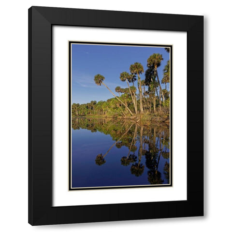 Sable palms reflected on the Econlockhatchee River Black Modern Wood Framed Art Print with Double Matting by Jones, Adam