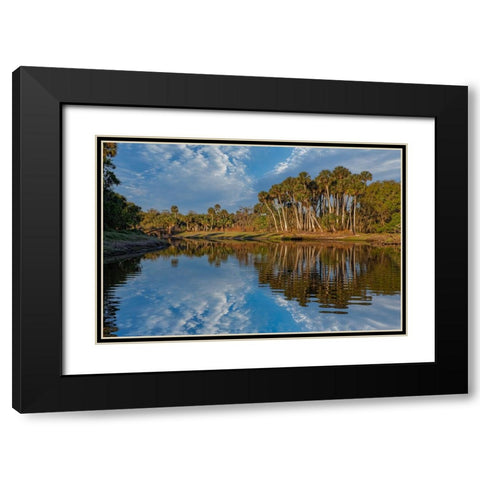 Sable palms reflected on the Econlockhatchee River Black Modern Wood Framed Art Print with Double Matting by Jones, Adam