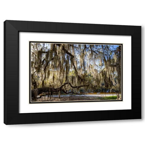 Oak tree draped in Spanish moss along the Econlockhatchee River Black Modern Wood Framed Art Print with Double Matting by Jones, Adam