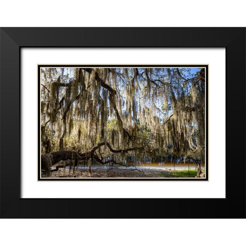 Oak tree draped in Spanish moss along the Econlockhatchee River Black Modern Wood Framed Art Print with Double Matting by Jones, Adam