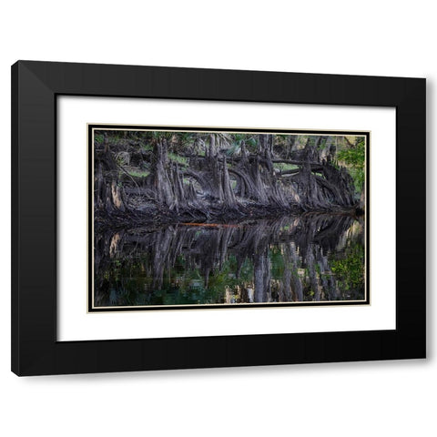 Cypress knees along-Econlockhatchee River-a blackwater tributary of the St Johns River Black Modern Wood Framed Art Print with Double Matting by Jones, Adam
