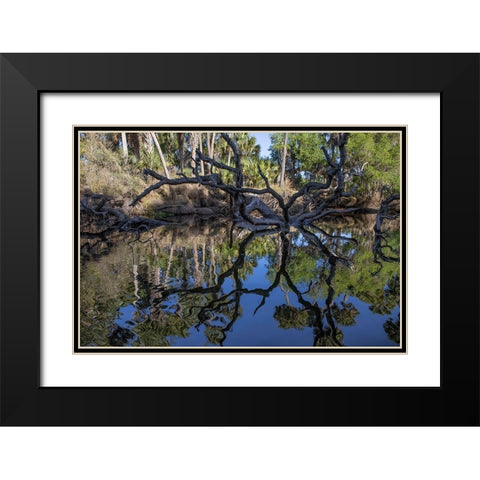 Fallen tree reflected on the Econlockhatchee River-a blackwater tributary of the St Johns River Black Modern Wood Framed Art Print with Double Matting by Jones, Adam