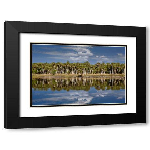 Sable palms reflected on the Econlockhatchee River-a blackwater tributary of the St Johns River Black Modern Wood Framed Art Print with Double Matting by Jones, Adam