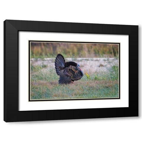 Osceola turkey-near Stick Marsh-Florida Black Modern Wood Framed Art Print with Double Matting by Jones, Adam