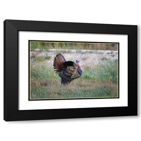 Osceola turkey-near Stick Marsh-Florida Black Modern Wood Framed Art Print with Double Matting by Jones, Adam