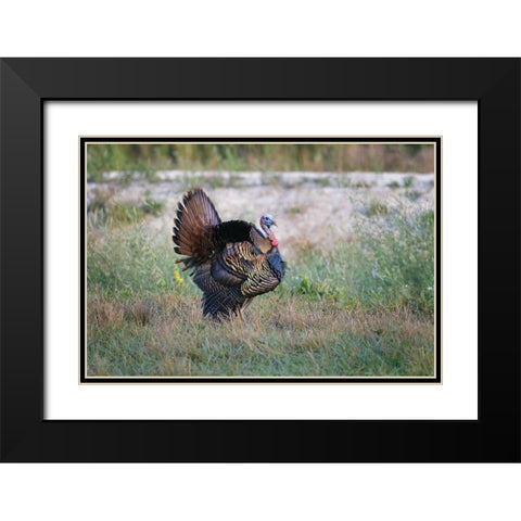 Osceola turkey-near Stick Marsh-Florida Black Modern Wood Framed Art Print with Double Matting by Jones, Adam