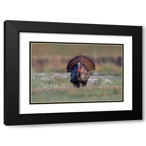 Osceola turkey-near Stick Marsh-Florida Black Modern Wood Framed Art Print with Double Matting by Jones, Adam