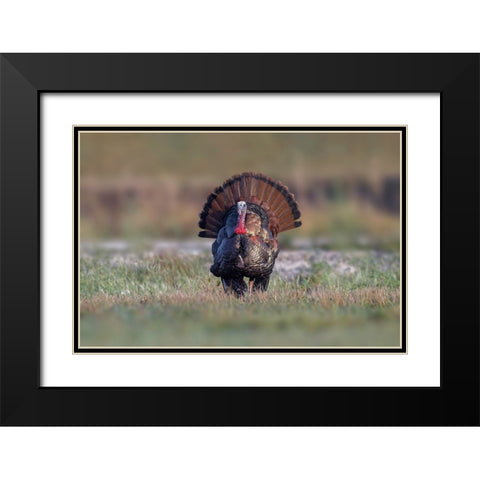 Osceola turkey-near Stick Marsh-Florida Black Modern Wood Framed Art Print with Double Matting by Jones, Adam
