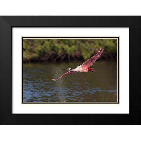 Roseate spoonbill flying-Stick Marsh-Florida Black Modern Wood Framed Art Print with Double Matting by Jones, Adam