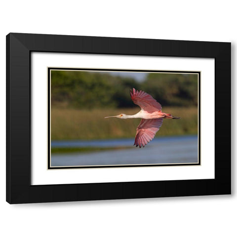 Roseate spoonbill flying-Stick Marsh-Florida Black Modern Wood Framed Art Print with Double Matting by Jones, Adam