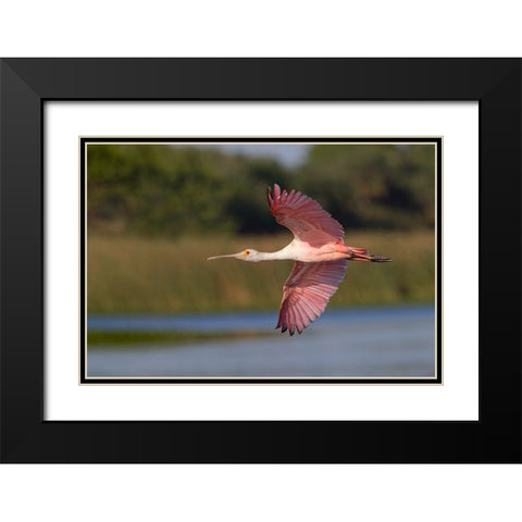 Roseate spoonbill flying-Stick Marsh-Florida Black Modern Wood Framed Art Print with Double Matting by Jones, Adam