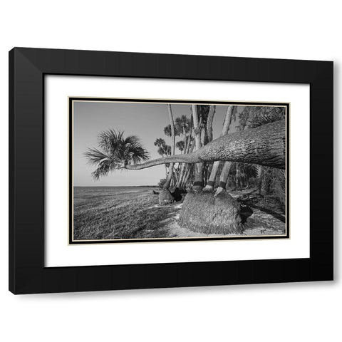 Sable palm tree along shoreline of Harney Lake at sunset-Florida Black Modern Wood Framed Art Print with Double Matting by Jones, Adam
