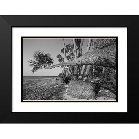 Sable palm tree along shoreline of Harney Lake at sunset-Florida Black Modern Wood Framed Art Print with Double Matting by Jones, Adam