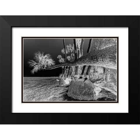 Sable palm tree along shoreline of Harney Lake at sunset-Florida Black Modern Wood Framed Art Print with Double Matting by Jones, Adam