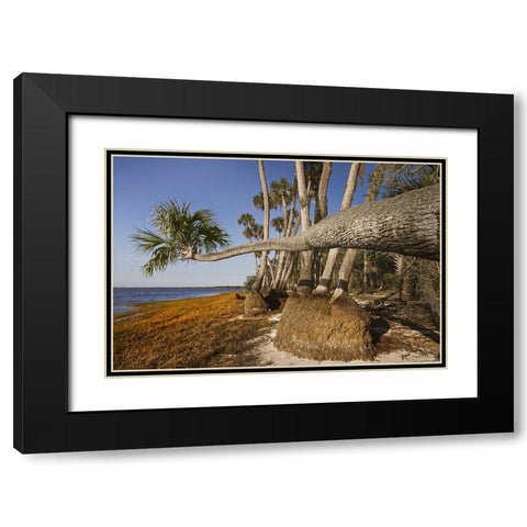 Sable palm tree along shoreline of Harney Lake at sunset-Florida Black Modern Wood Framed Art Print with Double Matting by Jones, Adam