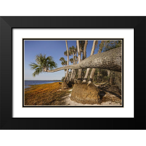 Sable palm tree along shoreline of Harney Lake at sunset-Florida Black Modern Wood Framed Art Print with Double Matting by Jones, Adam