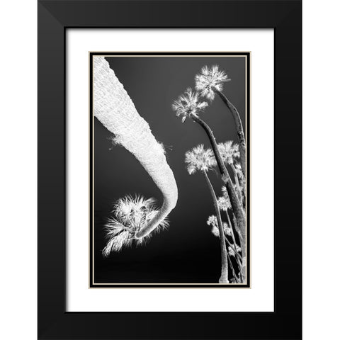 Sable palm tree along shoreline of Harney Lake at sunset-Florida Black Modern Wood Framed Art Print with Double Matting by Jones, Adam