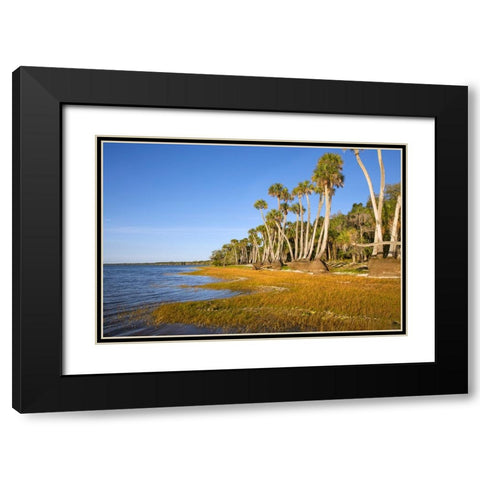 Sable palm tree trunks along shoreline of Harney Lake at sunset-Florida Black Modern Wood Framed Art Print with Double Matting by Jones, Adam