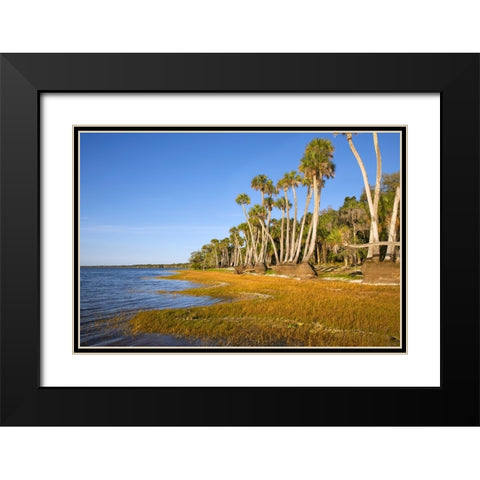 Sable palm tree trunks along shoreline of Harney Lake at sunset-Florida Black Modern Wood Framed Art Print with Double Matting by Jones, Adam