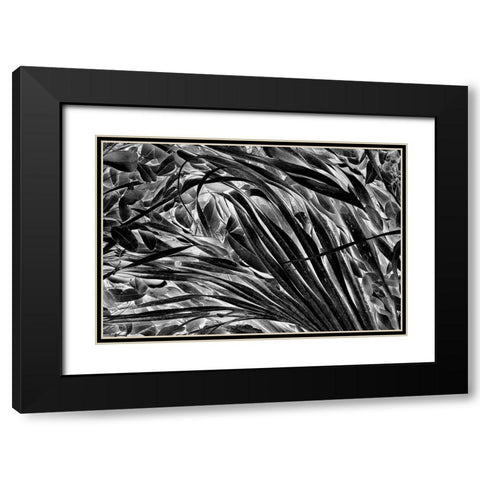 Sable palm frond on the ground in Black and white-Harney Lake-Florida Black Modern Wood Framed Art Print with Double Matting by Jones, Adam