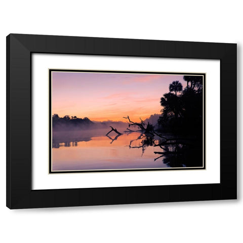 Predawn view of mist and fallen trees reflecting on blackwater area of St Johns River Black Modern Wood Framed Art Print with Double Matting by Jones, Adam
