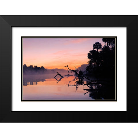 Predawn view of mist and fallen trees reflecting on blackwater area of St Johns River Black Modern Wood Framed Art Print with Double Matting by Jones, Adam