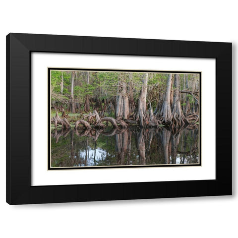 Early spring view of cypress trees reflecting on blackwater area of St Johns River-central Florida Black Modern Wood Framed Art Print with Double Matting by Jones, Adam