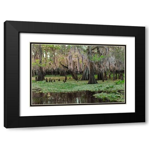 Early spring view of cypress trees reflecting on blackwater area of St Johns River-central Florida Black Modern Wood Framed Art Print with Double Matting by Jones, Adam