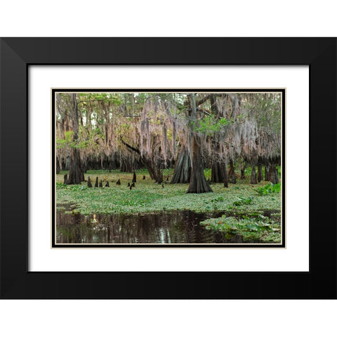 Early spring view of cypress trees reflecting on blackwater area of St Johns River-central Florida Black Modern Wood Framed Art Print with Double Matting by Jones, Adam