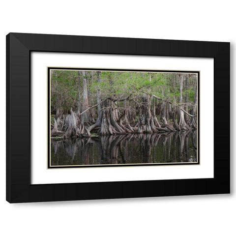 Early spring view of cypress trees reflecting on blackwater area of St Johns River-central Florida Black Modern Wood Framed Art Print with Double Matting by Jones, Adam