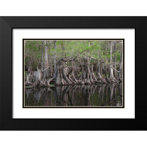 Early spring view of cypress trees reflecting on blackwater area of St Johns River-central Florida Black Modern Wood Framed Art Print with Double Matting by Jones, Adam