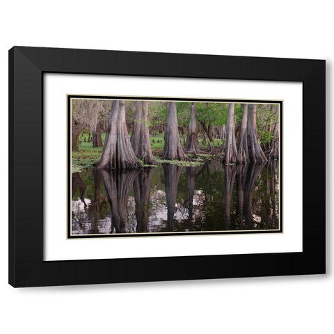 Early spring view of cypress trees reflecting on blackwater area of St Johns River-central Florida Black Modern Wood Framed Art Print with Double Matting by Jones, Adam