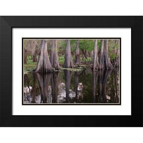 Early spring view of cypress trees reflecting on blackwater area of St Johns River-central Florida Black Modern Wood Framed Art Print with Double Matting by Jones, Adam