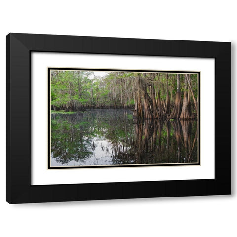 Early spring view of cypress trees reflecting on blackwater area of St Johns River-central Florida Black Modern Wood Framed Art Print with Double Matting by Jones, Adam