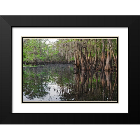Early spring view of cypress trees reflecting on blackwater area of St Johns River-central Florida Black Modern Wood Framed Art Print with Double Matting by Jones, Adam