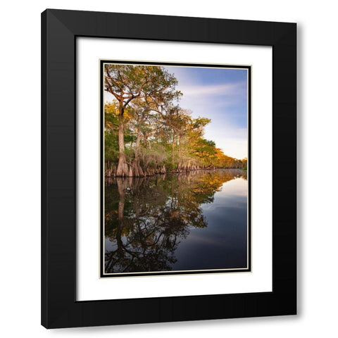 Early spring view of cypress trees reflecting on blackwater area of St Johns River-central Florida Black Modern Wood Framed Art Print with Double Matting by Jones, Adam