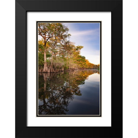 Early spring view of cypress trees reflecting on blackwater area of St Johns River-central Florida Black Modern Wood Framed Art Print with Double Matting by Jones, Adam