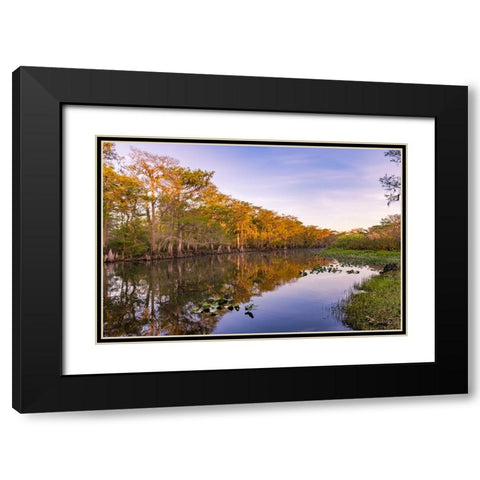 Early spring view of cypress trees reflecting on blackwater area of St Johns River-central Florida Black Modern Wood Framed Art Print with Double Matting by Jones, Adam
