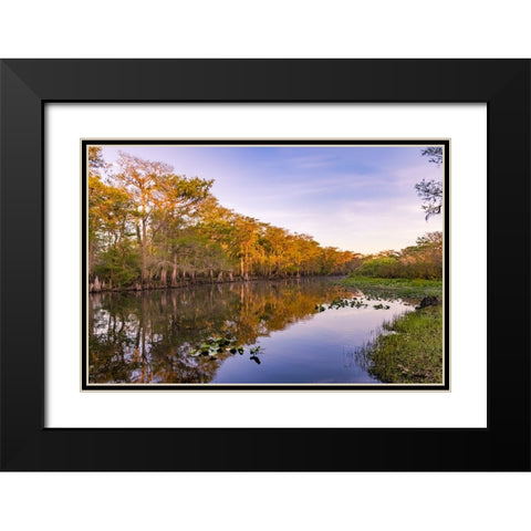 Early spring view of cypress trees reflecting on blackwater area of St Johns River-central Florida Black Modern Wood Framed Art Print with Double Matting by Jones, Adam