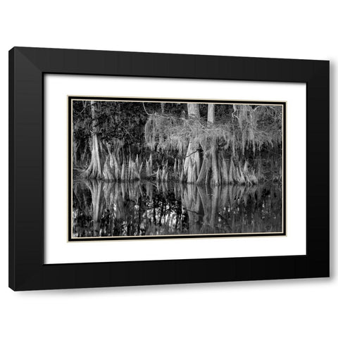 Early spring view of cypress trees reflecting on blackwater area of St Johns River-central Florida Black Modern Wood Framed Art Print with Double Matting by Jones, Adam