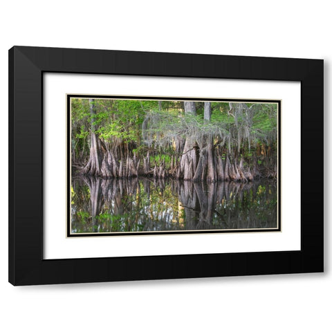 Early spring view of cypress trees reflecting on blackwater area of St Johns River-central Florida Black Modern Wood Framed Art Print with Double Matting by Jones, Adam