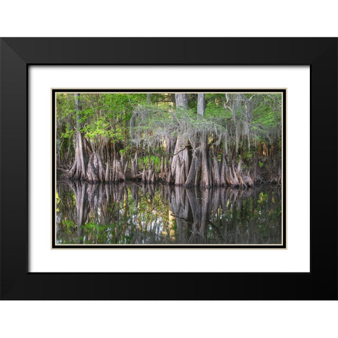 Early spring view of cypress trees reflecting on blackwater area of St Johns River-central Florida Black Modern Wood Framed Art Print with Double Matting by Jones, Adam
