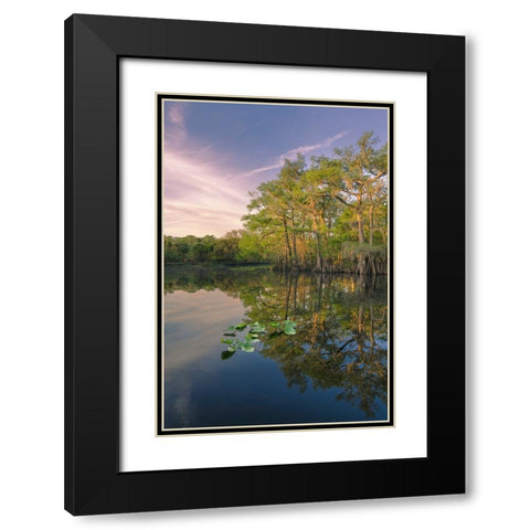 Early spring view of cypress trees reflecting on blackwater area of St Johns River-central Florida Black Modern Wood Framed Art Print with Double Matting by Jones, Adam