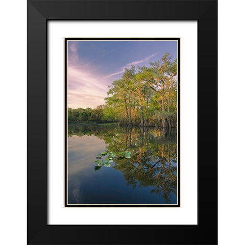 Early spring view of cypress trees reflecting on blackwater area of St Johns River-central Florida Black Modern Wood Framed Art Print with Double Matting by Jones, Adam