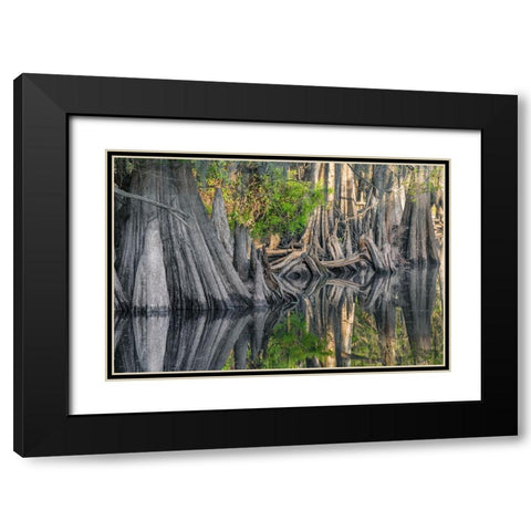 Early spring view of cypress trees reflecting on blackwater area of St Johns River-central Florida Black Modern Wood Framed Art Print with Double Matting by Jones, Adam