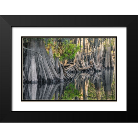 Early spring view of cypress trees reflecting on blackwater area of St Johns River-central Florida Black Modern Wood Framed Art Print with Double Matting by Jones, Adam