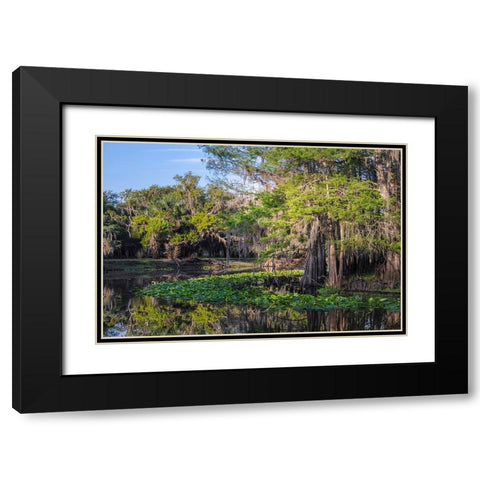 Early spring view of cypress trees reflecting on blackwater area of St Johns River-central Florida Black Modern Wood Framed Art Print with Double Matting by Jones, Adam