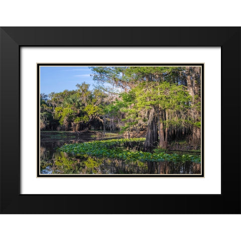 Early spring view of cypress trees reflecting on blackwater area of St Johns River-central Florida Black Modern Wood Framed Art Print with Double Matting by Jones, Adam